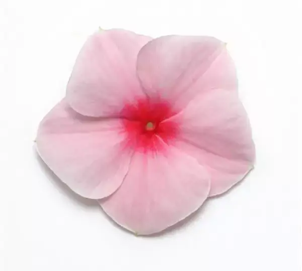 Катарантус Медитерраниан XP Клубничный - Vinca Mediterranean XP Strawberry - Фото №1