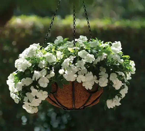 Катарантус Медитерраниан XP Белый - Vinca Mediterranean XP White - Фото №2