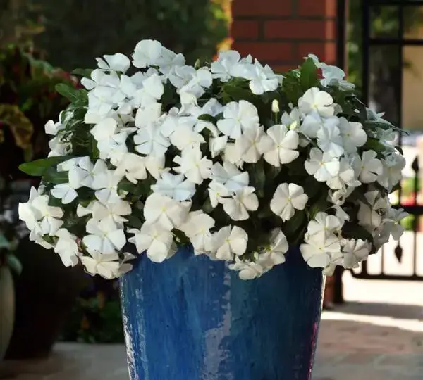 Катарантус Медитерраниан XP Белый - Vinca Mediterranean XP White - Фото №3