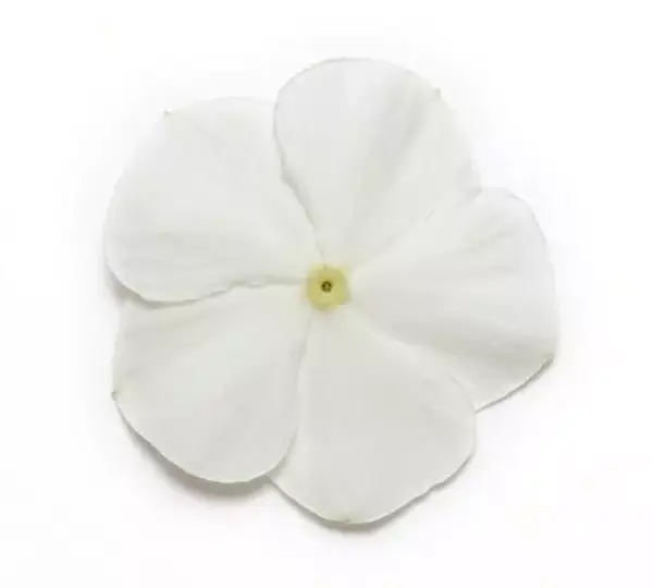 Катарантус Медитерраниан XP Белый - Vinca Mediterranean XP White - Фото №1