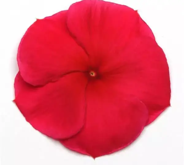 Катарантус Пасифика XP Тёмно-Красный - Vinca Pacifica XP Dark Red - Фото №1
