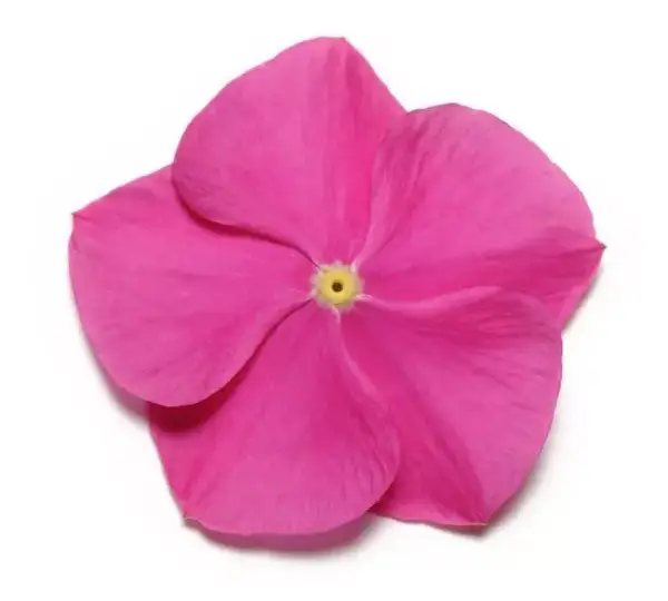 Катарантус Пасифика XP Глубокая Орхидея - Vinca Pacifica XP Deep Orchid - Фото №1