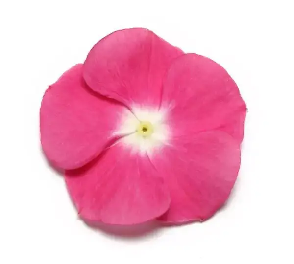 Катарантус Пасифика XP Маджента с нимбом - Vinca Pacifica XP Magenta Halo - Фото №1