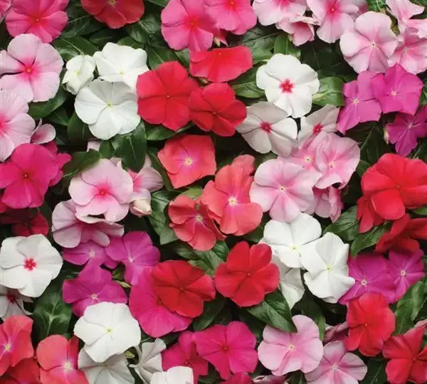 Катарантус Пасифика XP Смесь - Vinca Pacifica XP Mixture - Фото №1