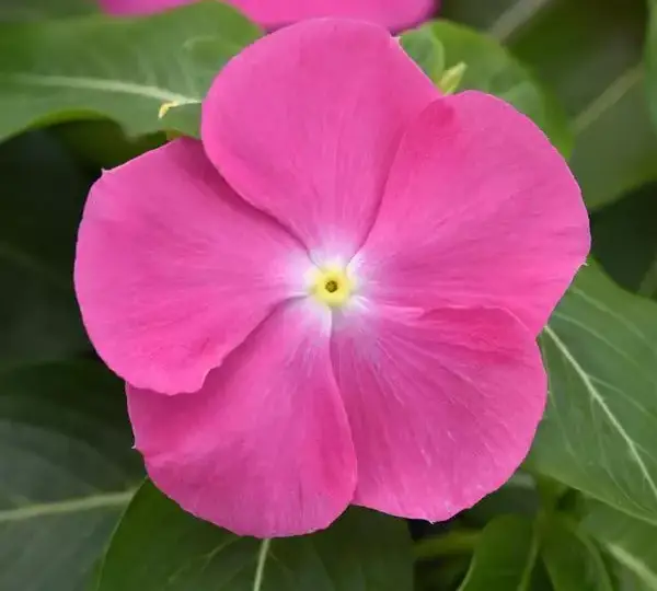 Катарантус Пасифика XP Розовый - Vinca Pacifica XP Pink - Фото №1