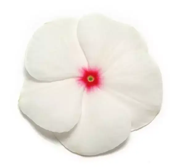 Катарантус Пасифика XP Горошек - Vinca Pacifica XP Polka Dot - Фото №1