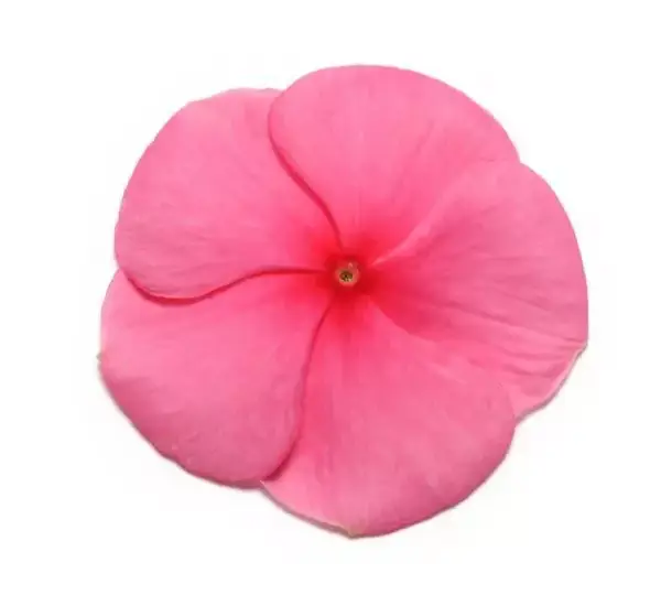 Катарантус Пасифика XP Пунш - Vinca Pacifica XP Punch - Фото №1
