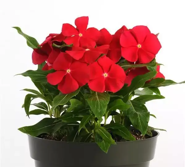 Катарантус Пасифика XP Настоящий Красный - Vinca Pacifica XP Really Red - Фото №2