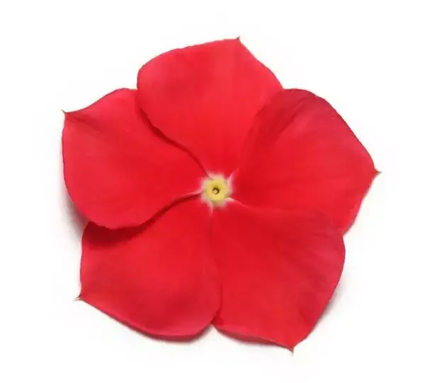 Катарантус Пасифика XP Настоящий Красный - Vinca Pacifica XP Really Red - Фото №1