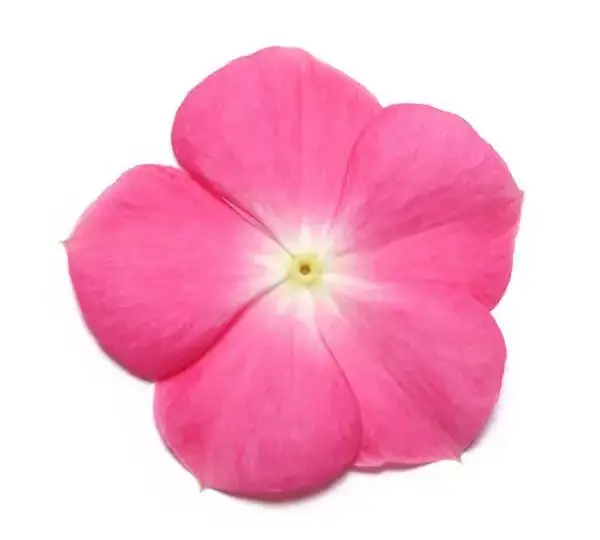 Катарантус Пасифика XP Розовый с нимбом - Vinca Pacifica XP Rose Halo - Фото №1