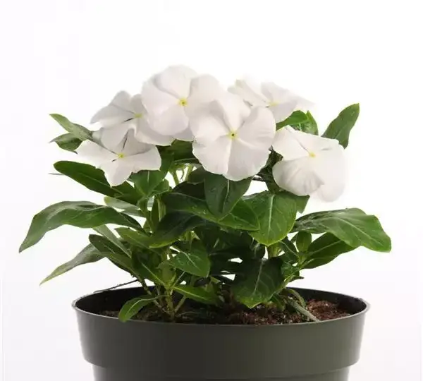 Катарантус Пасифика XP Белый - Vinca Pacifica XP White - Фото №2