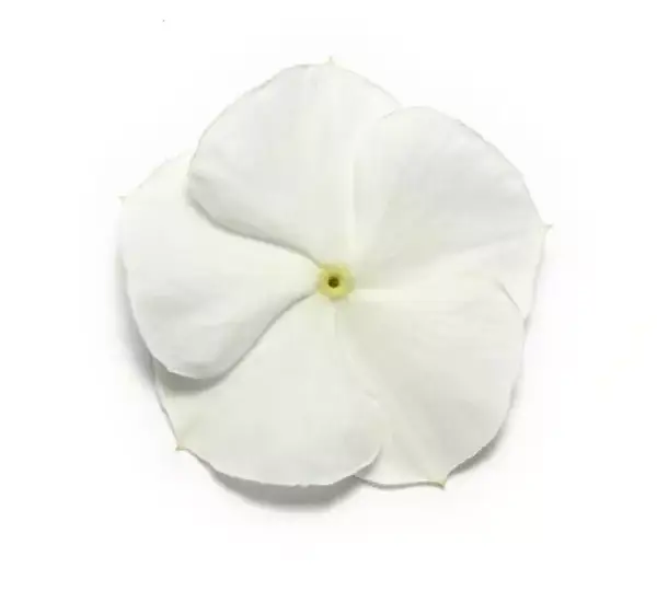 Катарантус Пасифика XP Белый - Vinca Pacifica XP White - Фото №1