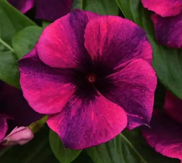 Катарантус Татту Чёрная Вишня - Vinca Tattoo Black Cherry - Фото №1