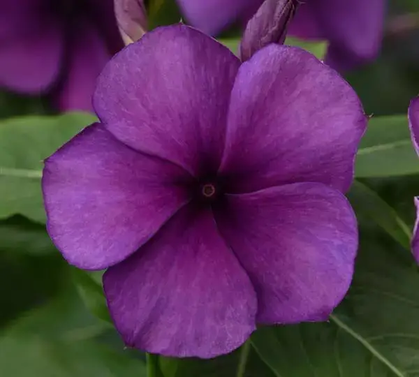 Катарантус Татту Черника - Vinca Tattoo Blueberry - Фото №1