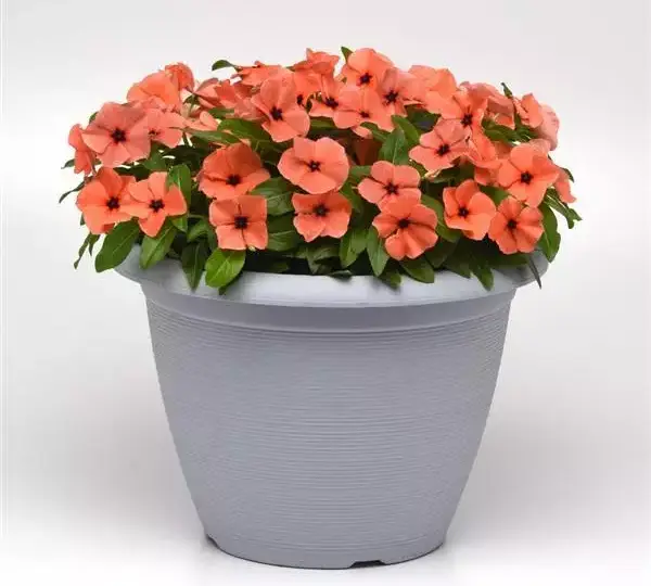 Катарантус Татту Оранжевый - Vinca Tattoo Orange - Фото №2
