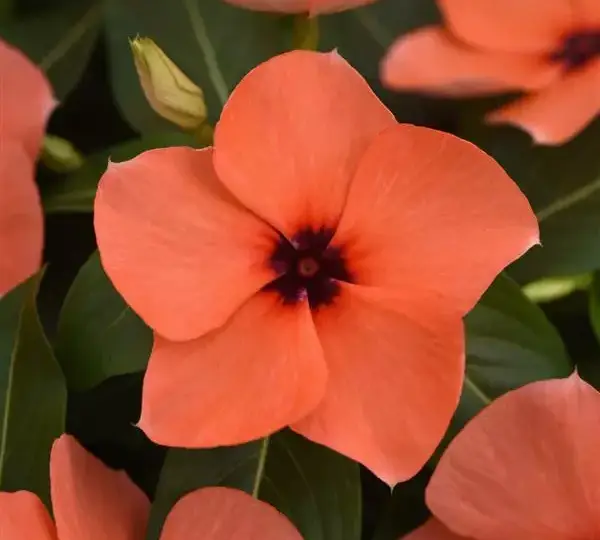 Катарантус Татту Оранжевый - Vinca Tattoo Orange - Фото №1