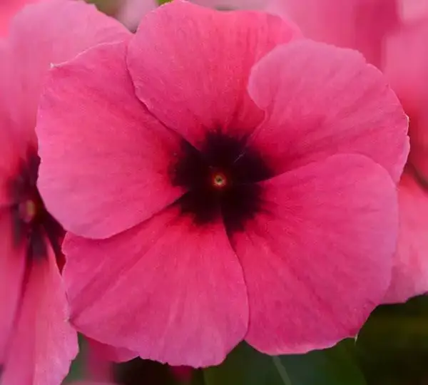 Катарантус Татту Малиновый - Vinca Tattoo Raspberry - Фото №1