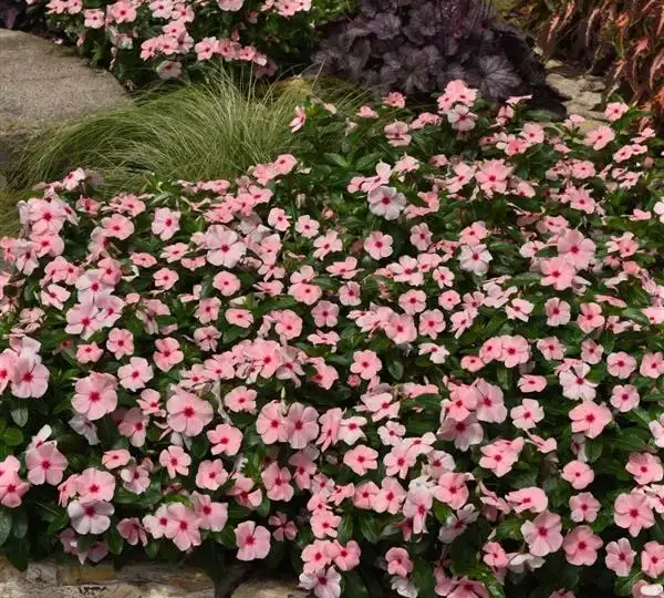 Катарантус Титаниум Абрикосовый - Vinca Titan-ium Apricot - Фото №2