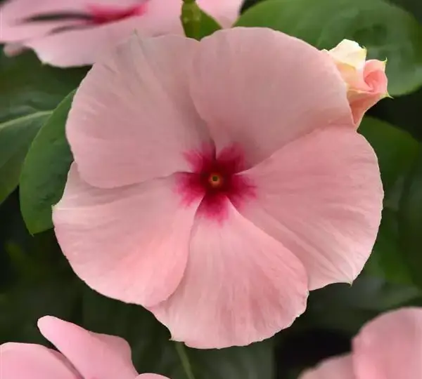 Катарантус Титаниум Абрикосовый - Vinca Titan-ium Apricot - Фото №1