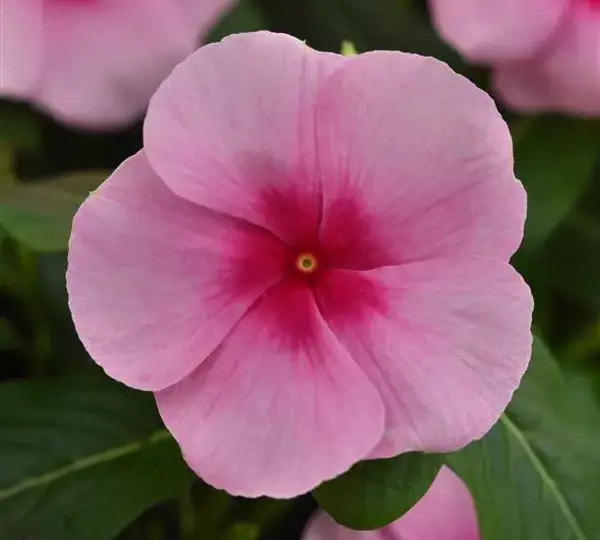 Катарантус Титаниум Румяный - Vinca Titan-ium Blush - Фото №1