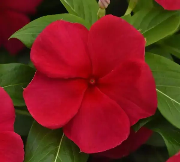 Катарантус Титаниум Тёмно-Красный - Vinca Titan-ium Dark Red - Фото №1