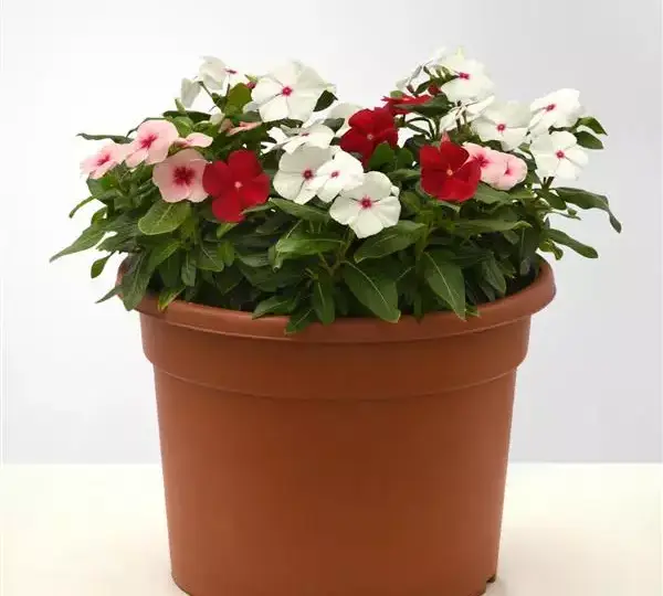 Катарантус Титаниум Смесь - Vinca Titan-ium Mixture - Фото №2