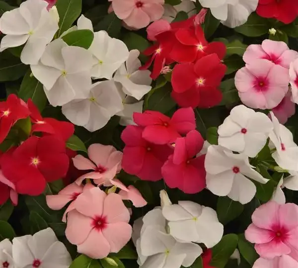 Катарантус Титаниум Смесь - Vinca Titan-ium Mixture - Фото №1