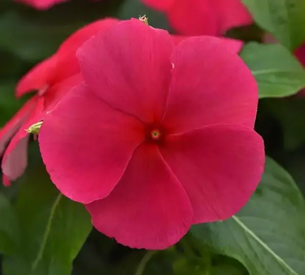 Катарантус Титаниум Пунш - Vinca Titan-ium Punch - Фото №1