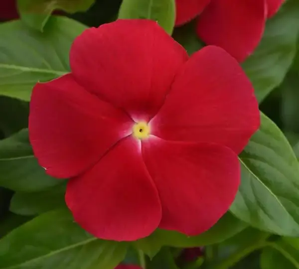 Катарантус Титаниум Настоящий Красный - Vinca Titan-ium Really Red - Фото №1
