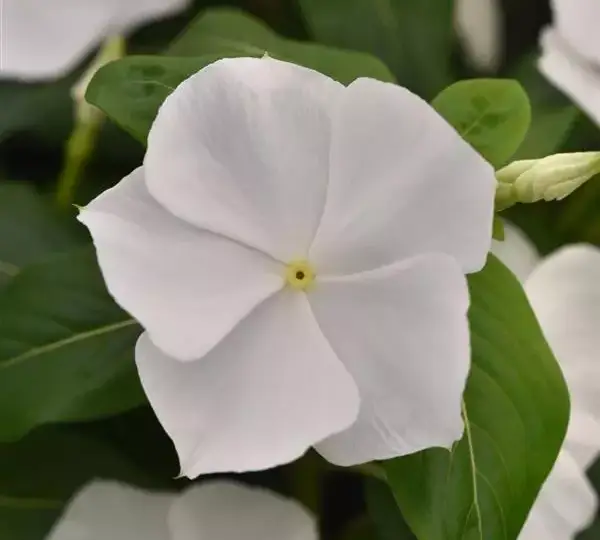 Катарантус Титаниум Белый - Vinca Titan-ium White - Фото №1