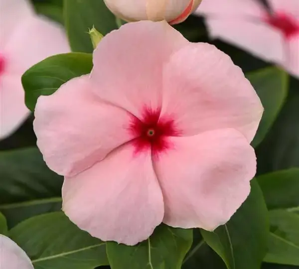 Катарантус Валиант Абрикосовый - Vinca Valiant Apricot - Фото №1