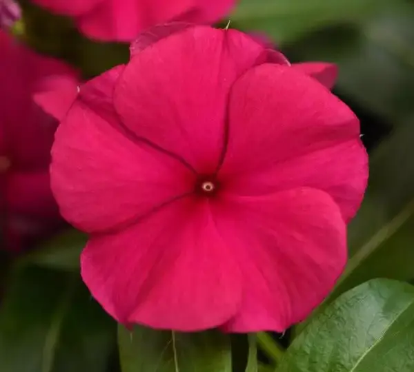 Катарантус Валиант Бордовый - Vinca Valiant Burgundy - Фото №1