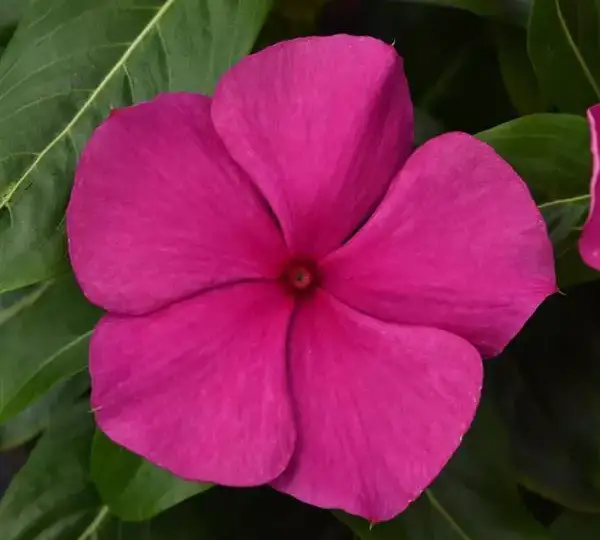 Катарантус Валиант Маджента - Vinca Valiant Magenta - Фото №1