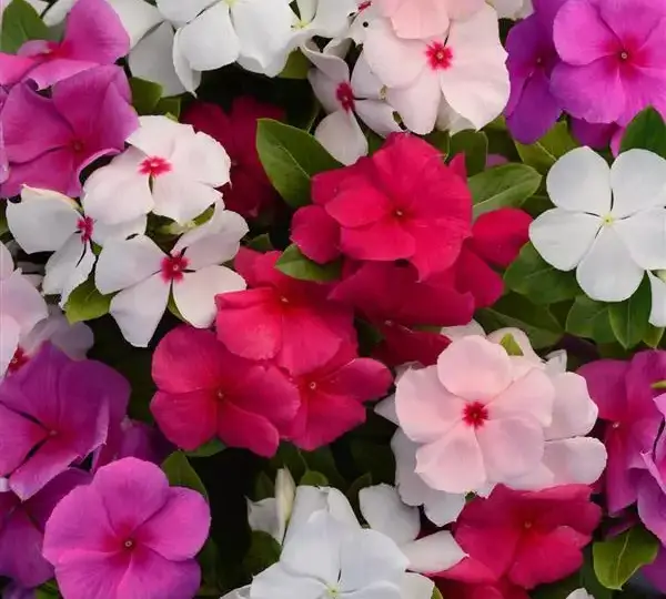 Катарантус Валиант Смесь - Vinca Valiant Mixture - Фото №1