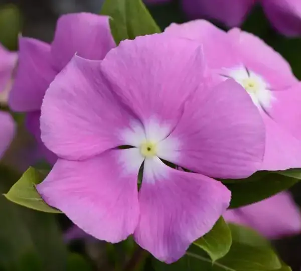 Катарантус Валиант Орхидея - Vinca Valiant Orchid - Фото №1