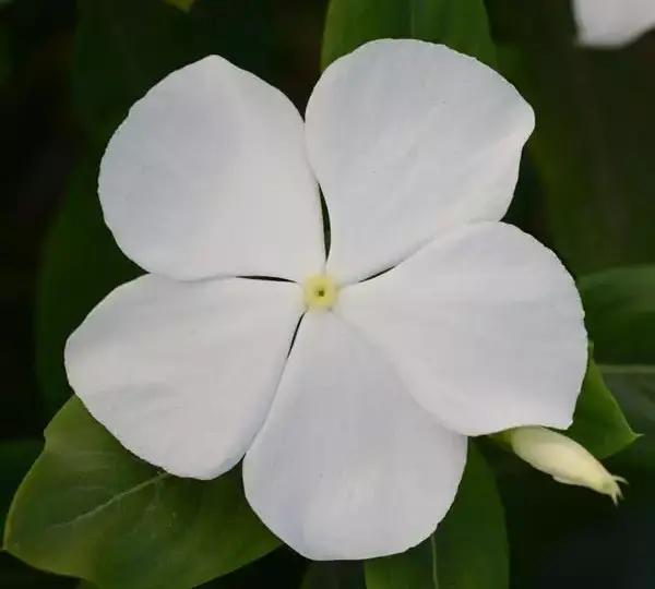 Катарантус Валиант Белоснежный - Vinca Valiant Pure White - Фото №1