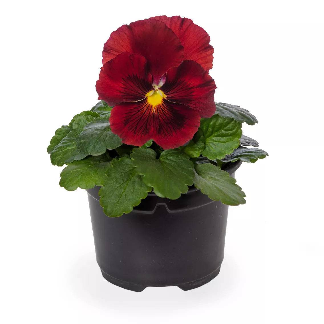 Виола Дельта Клеар Ред Имп - Viola x wittrockiana Delta Clear Red Imp - Фото №2