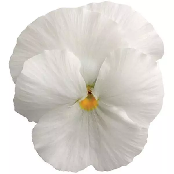 Виола крупноцветковая Spring Matrix Белая - White, Viola x wittrockiana - Фото №1