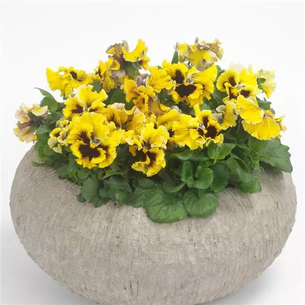 Виола крупноцветковая Frizzle Sizzle Yellow - Yellow, Viola x wittrockiana - Фото №2