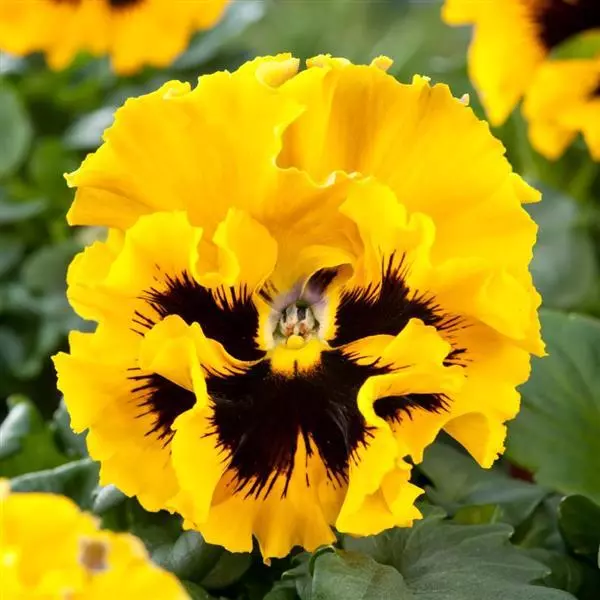 Виола крупноцветковая Frizzle Sizzle Yellow - Yellow, Viola x wittrockiana - Фото №1