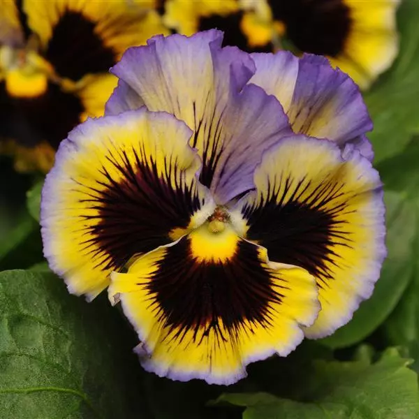 Виола крупноцветковая Frizzle Sizzle Yellow Blue Swirl - Yellow Blue Swirl, Viola x wittrockiana - Фото №1