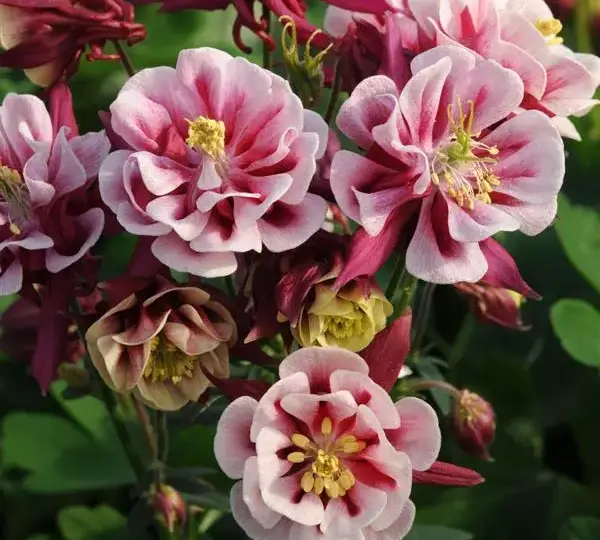 Аквилегия Винки Дабл Красно-белая - Aquilegia vulgaris Winky Double Red White)  - Фото №1