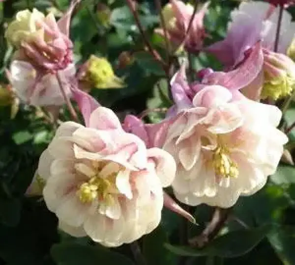 Аквилегия Винки Дабл Розово-белая - Aquilegia vulgaris Winky Double Rose White - Фото №1