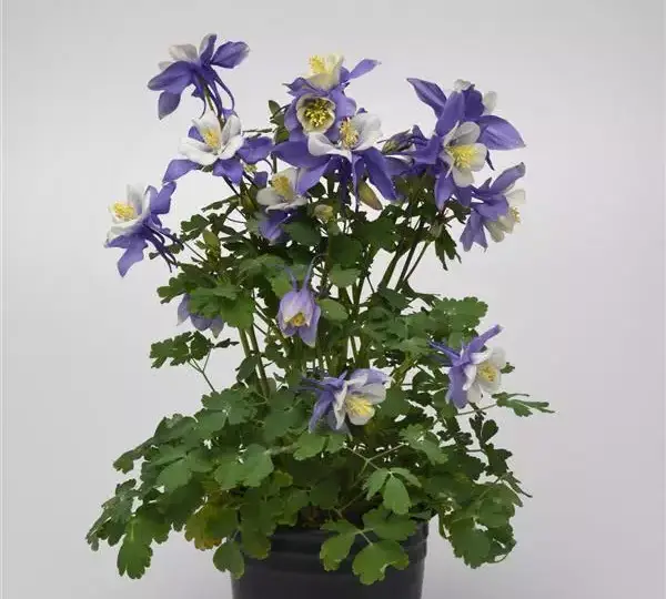 Аквилегия Эрлиберд Сине-белая - Aquilegia x hybrida Earlybird Blue White - Фото №2