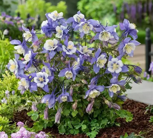 Аквилегия Эрлиберд Сине-белая - Aquilegia x hybrida Earlybird Blue White - Фото №3