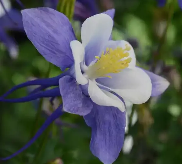 Аквилегия Эрлиберд Сине-белая - Aquilegia x hybrida Earlybird Blue White - Фото №1