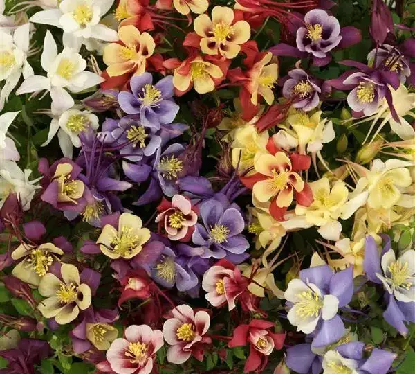 Аквилегия Эрлиберд Смесь - Aquilegia x hybrida Earlybird Mixture - Фото №1