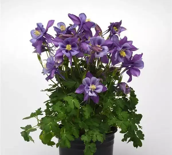 Аквилегия Эрлиберд Пурпурно-синяя - Aquilegia x hybrida Earlybird Purple Blue - Фото №2