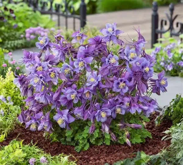 Аквилегия Эрлиберд Пурпурно-синяя - Aquilegia x hybrida Earlybird Purple Blue - Фото №3