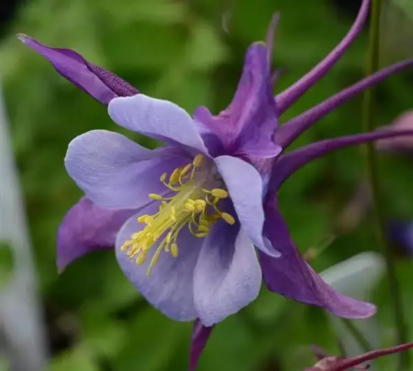Аквилегия Эрлиберд Пурпурно-синяя - Aquilegia x hybrida Earlybird Purple Blue - Фото №1